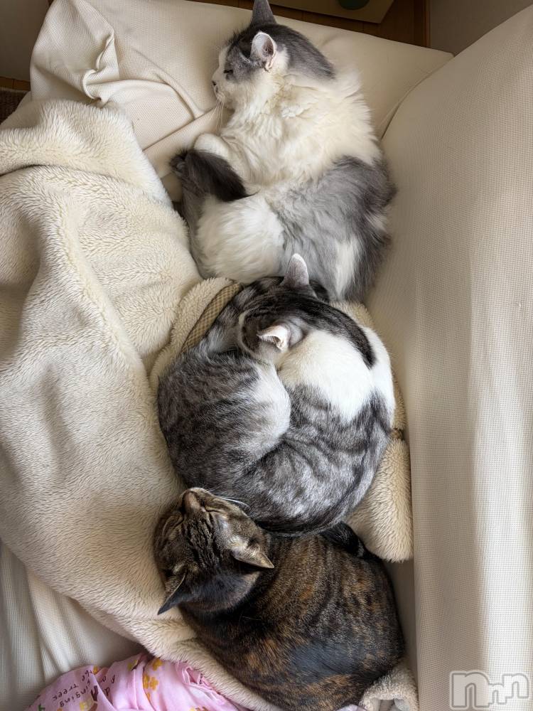 ����������ʥå��������륺�С����饪���ϥ��ܡ���bar���ͻ���(���饪���ϥ��ܡ���С��ӥ��󥷥ޥ�) �ᤤ��3��16���̥�֥�����ǭ������