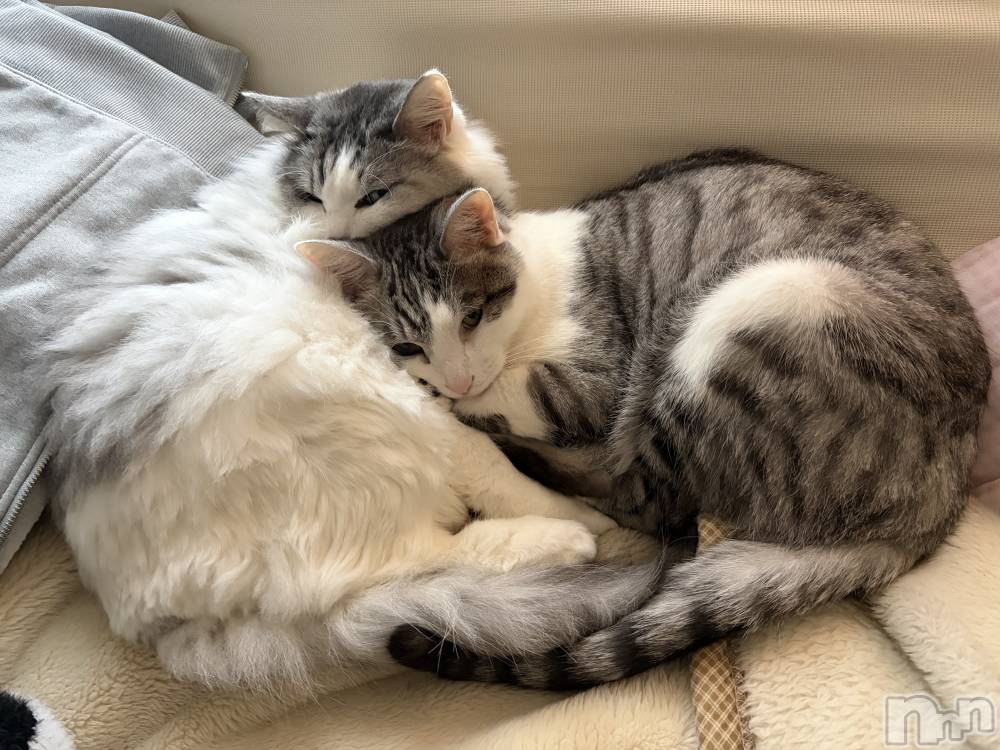 ����������ʥå��������륺�С����饪���ϥ��ܡ���bar���ͻ���(���饪���ϥ��ܡ���С��ӥ��󥷥ޥ�) �ᤤ��4��18���̥�֥�����ǭ������