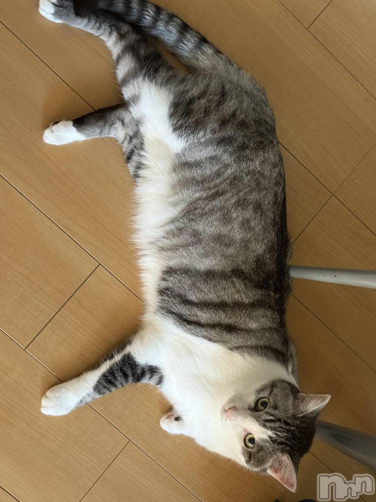 ����������ʥå��������륺�С����饪���ϥ��ܡ���bar���ͻ���(���饪���ϥ��ܡ���С��ӥ��󥷥ޥ�) �ᤤ��8��8���̥�֥�����ǭ������