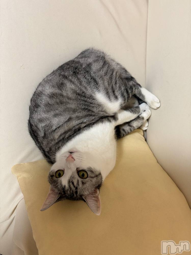 ����������ʥå��������륺�С����饪���ϥ��ܡ���bar���ͻ���(���饪���ϥ��ܡ���С��ӥ��󥷥ޥ�) �ᤤ��10��3���̥�֥�����ǭ������