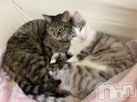 ����������ʥå��������륺�С����饪���ϥ��ܡ���bar���ͻ���(���饪���ϥ��ܡ���С��ӥ��󥷥ޥ�) �ᤤ��12��12���̥�֥�����ǭ������