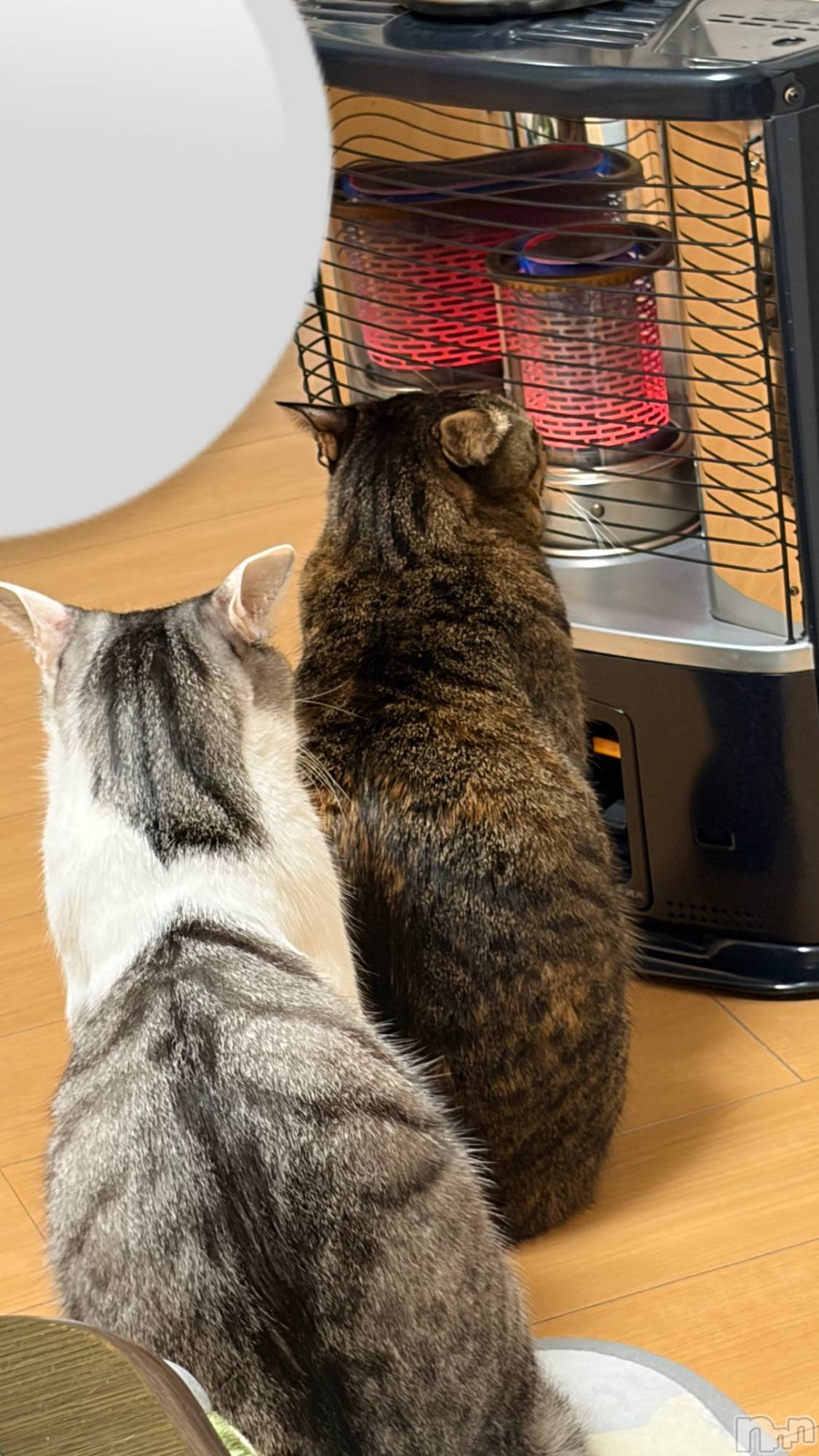 ʥå륺С饪ϥܡbarͻ(饪ϥܡСӥ󥷥ޥ) 2025ǯ1210̥֥ǭ