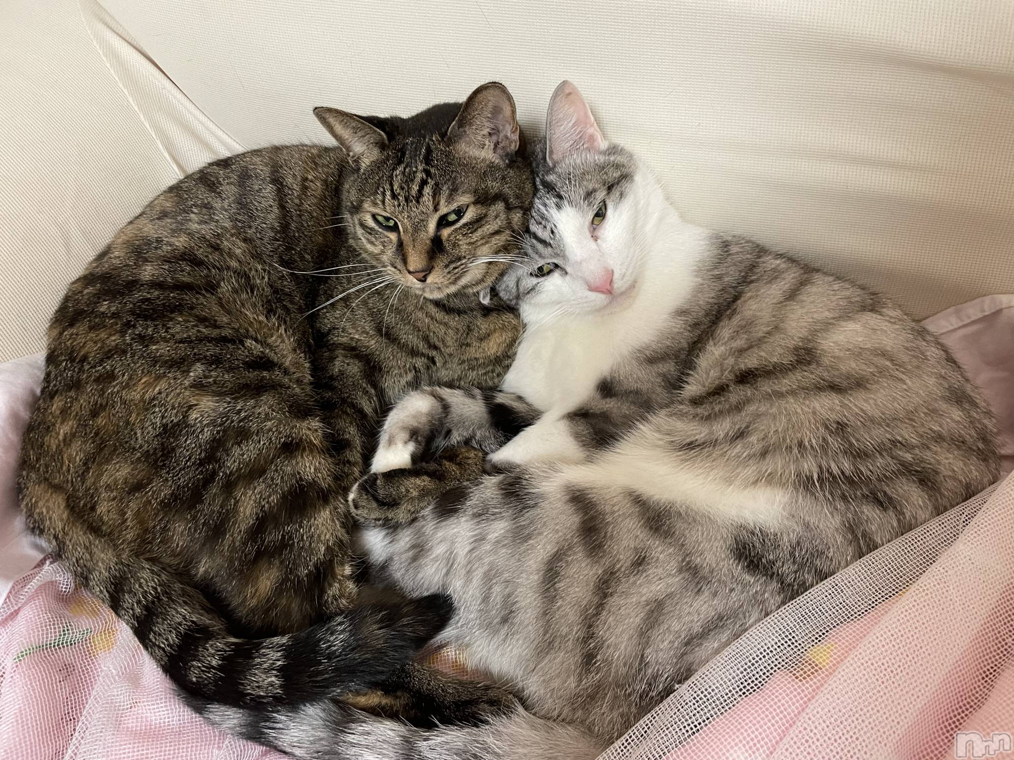 ʥå륺С饪ϥܡbarͻ(饪ϥܡСӥ󥷥ޥ) 2025ǯ1212̥֥ǭ