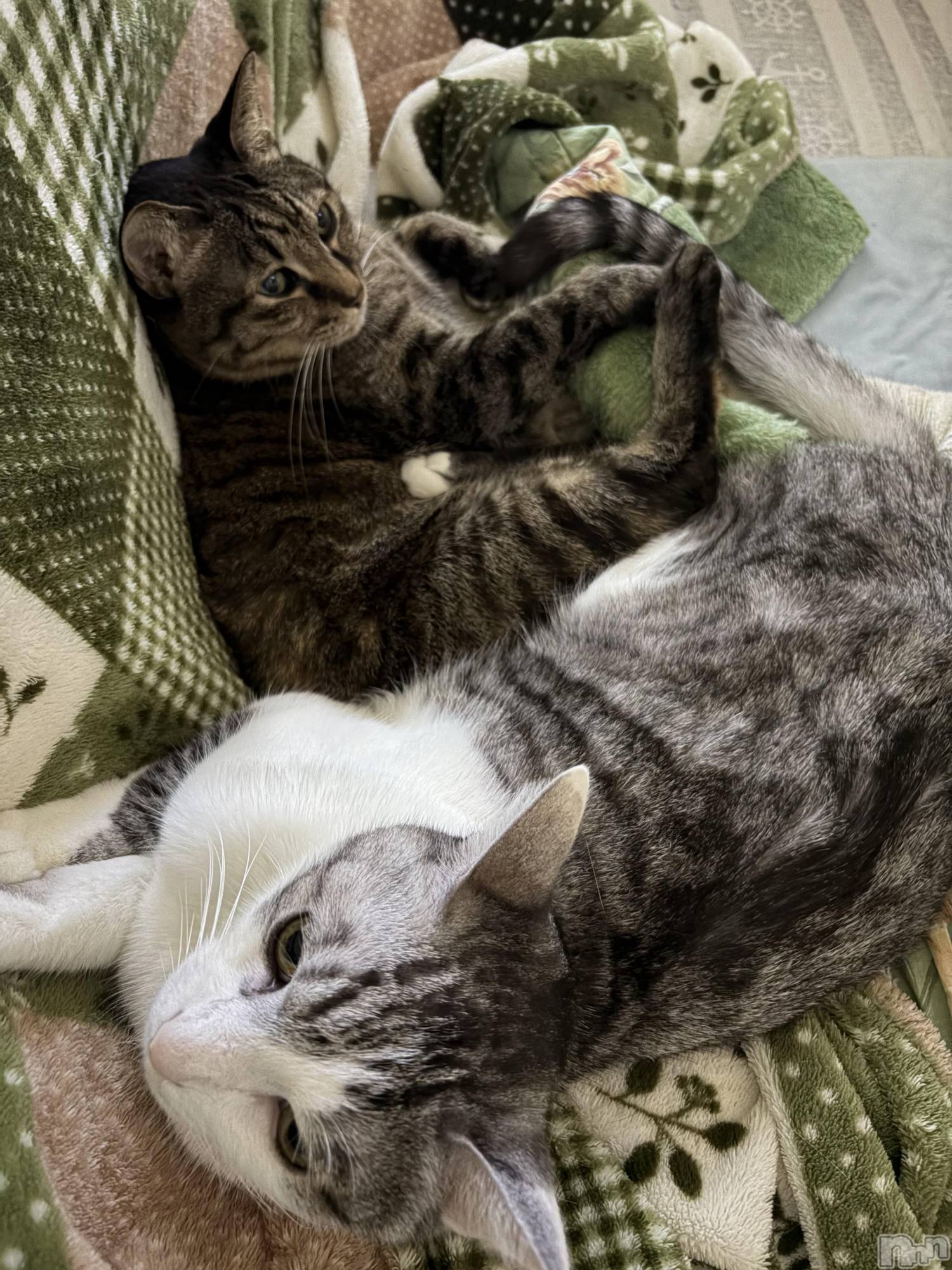 ����������ʥå��������륺�С����饪���ϥ��ܡ���bar���ͻ���(���饪���ϥ��ܡ���С��ӥ��󥷥ޥ�) ��2026ǯ1��11���̥�֥�����ǭ������