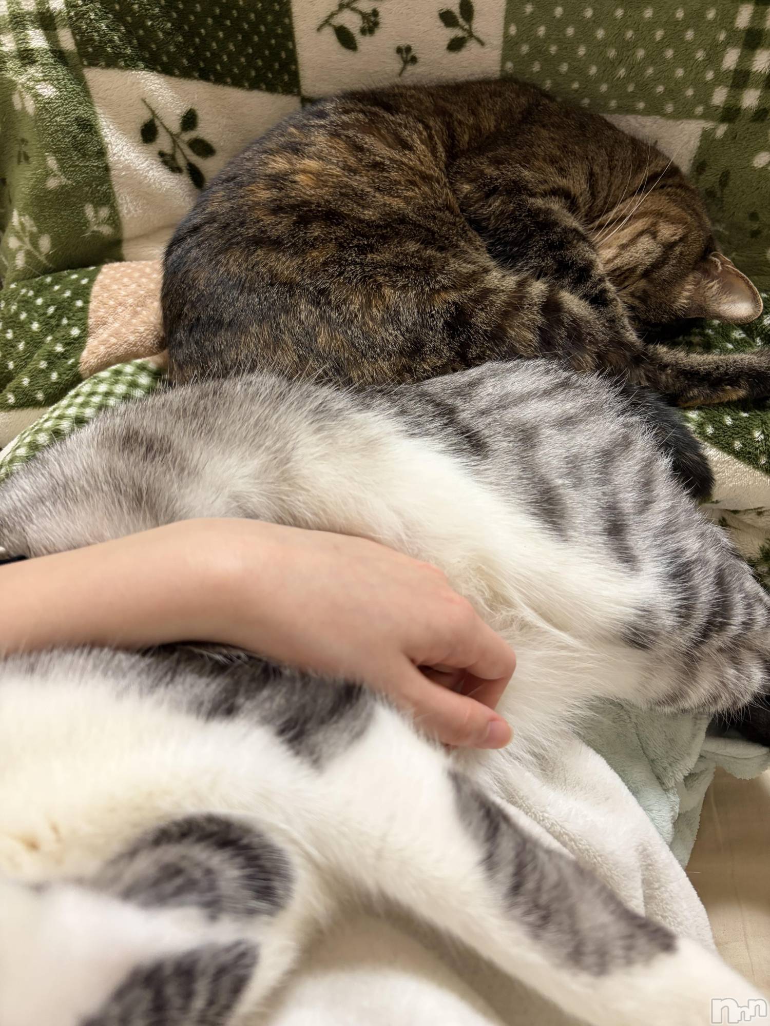 ����������ʥå��������륺�С����饪���ϥ��ܡ���bar���ͻ���(���饪���ϥ��ܡ���С��ӥ��󥷥ޥ�) ��2026ǯ2��13���̥�֥�����ǭ��