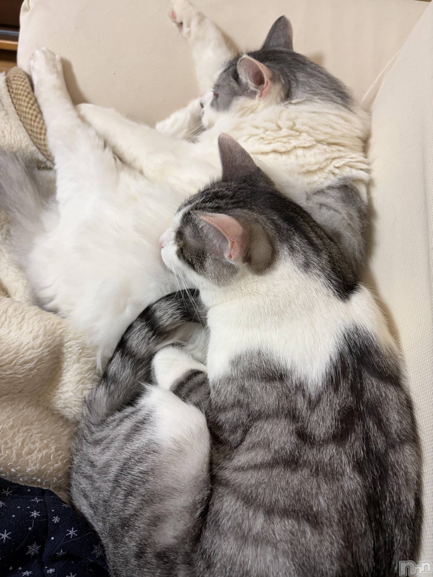 ����������ʥå��������륺�С����饪���ϥ��ܡ���bar���ͻ���(���饪���ϥ��ܡ���С��ӥ��󥷥ޥ�) ��2026ǯ3��7���̥�֥�����ǭ������