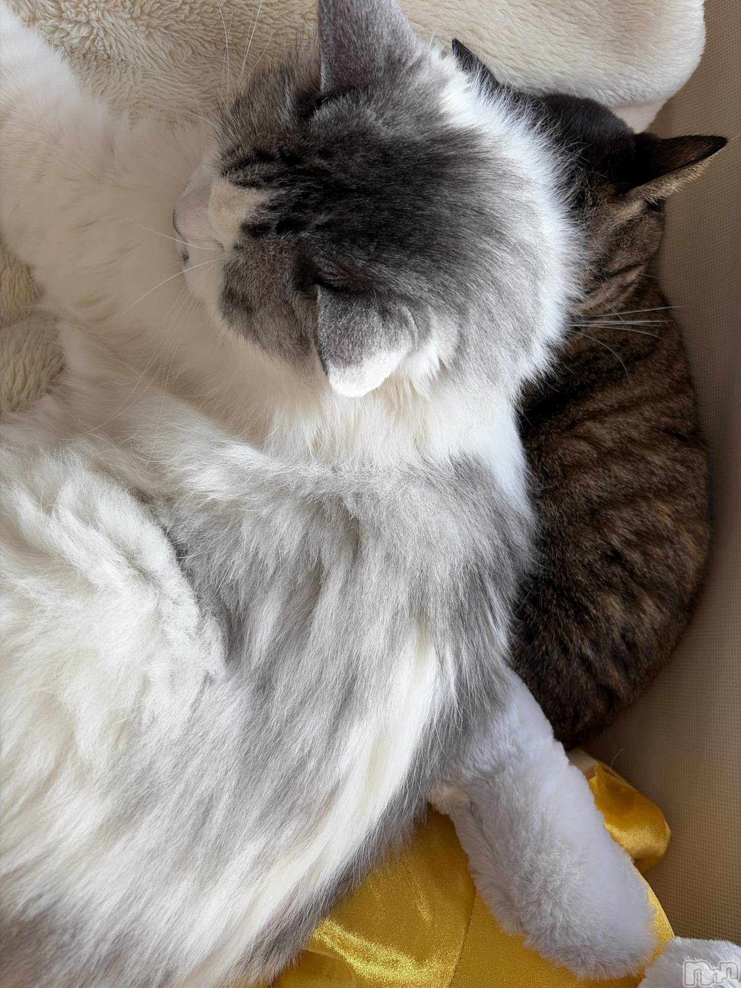 ����������ʥå��������륺�С����饪���ϥ��ܡ���bar���ͻ���(���饪���ϥ��ܡ���С��ӥ��󥷥ޥ�) ��2026ǯ3��9���̥�֥�����ǭ������