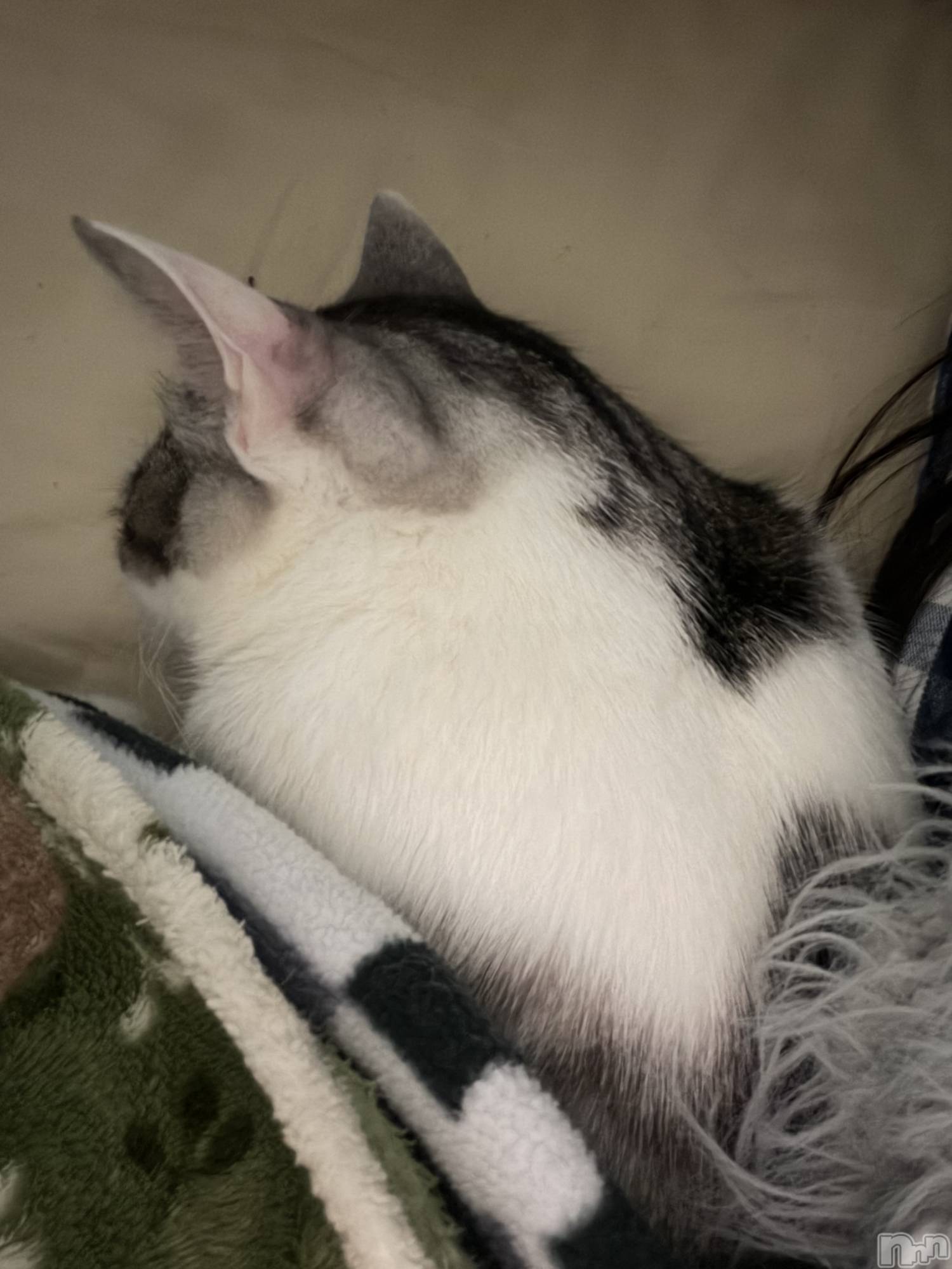 ����������ʥå��������륺�С����饪���ϥ��ܡ���bar���ͻ���(���饪���ϥ��ܡ���С��ӥ��󥷥ޥ�) ��2026ǯ3��11���̥�֥�����ǭ������