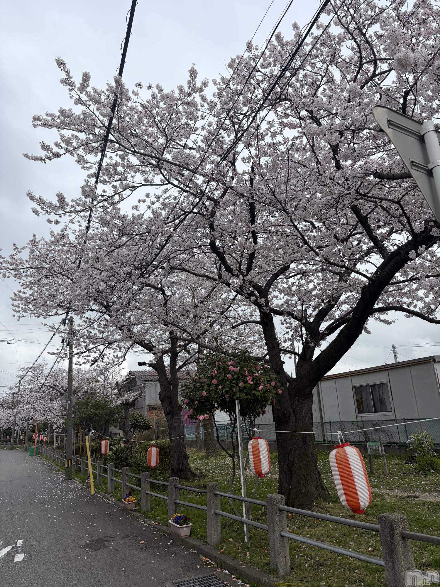 ����������ʥå��������륺�С����饪���ϥ��ܡ���bar���ͻ���(���饪���ϥ��ܡ���С��ӥ��󥷥ޥ�) ��2026ǯ4��5���̥�֥����ֺ���