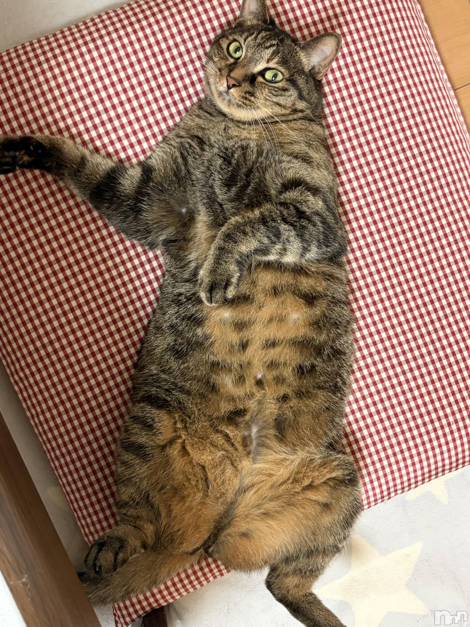 ����������ʥå��������륺�С����饪���ϥ��ܡ���bar���ͻ���(���饪���ϥ��ܡ���С��ӥ��󥷥ޥ�) ��2026ǯ8��13���̥�֥�����ǭ������