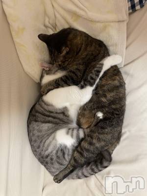 ����������ʥå��������륺�С����饪���ϥ��ܡ���bar���ͻ���(���饪���ϥ��ܡ���С��ӥ��󥷥ޥ�) �ᤤ��12��16���̥�֥�����ǭ��