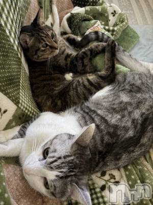 ����������ʥå��������륺�С����饪���ϥ��ܡ���bar���ͻ���(���饪���ϥ��ܡ���С��ӥ��󥷥ޥ�) �ᤤ��1��11���̥�֥�����ǭ������