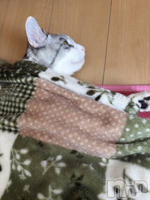 ����������ʥå��������륺�С����饪���ϥ��ܡ���bar���ͻ���(���饪���ϥ��ܡ���С��ӥ��󥷥ޥ�) �ᤤ��2��18���̥�֥�����ǭ������