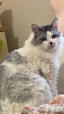 ����������ʥå��������륺�С����饪���ϥ��ܡ���bar���ͻ���(���饪���ϥ��ܡ���С��ӥ��󥷥ޥ�) �ᤤ��2��19���̥�֥�����ǭ������