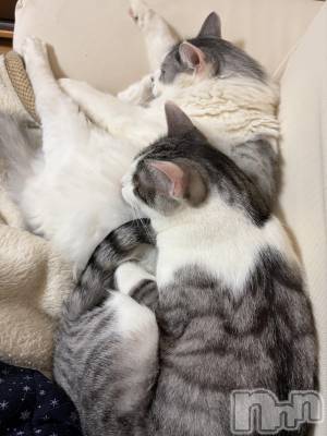 ����������ʥå��������륺�С����饪���ϥ��ܡ���bar���ͻ���(���饪���ϥ��ܡ���С��ӥ��󥷥ޥ�) �ᤤ��3��7���̥�֥�����ǭ������