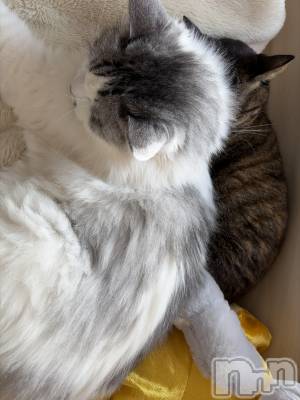 ����������ʥå��������륺�С����饪���ϥ��ܡ���bar���ͻ���(���饪���ϥ��ܡ���С��ӥ��󥷥ޥ�) �ᤤ��3��9���̥�֥�����ǭ������