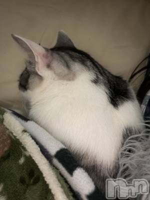 ����������ʥå��������륺�С����饪���ϥ��ܡ���bar���ͻ���(���饪���ϥ��ܡ���С��ӥ��󥷥ޥ�) �ᤤ��3��11���̥�֥�����ǭ������