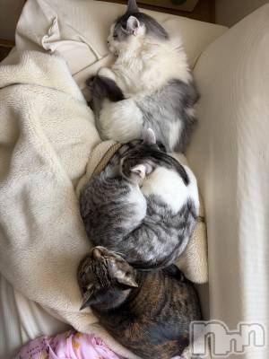 ����������ʥå��������륺�С����饪���ϥ��ܡ���bar���ͻ���(���饪���ϥ��ܡ���С��ӥ��󥷥ޥ�) �ᤤ��3��16���̥�֥�����ǭ������