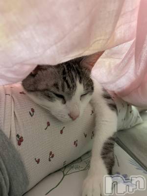 ����������ʥå��������륺�С����饪���ϥ��ܡ���bar���ͻ���(���饪���ϥ��ܡ���С��ӥ��󥷥ޥ�) �ᤤ��3��22���̥�֥�����ǭ������