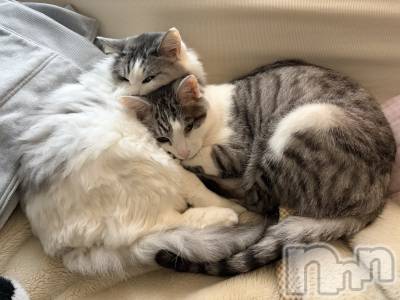 ����������ʥå��������륺�С����饪���ϥ��ܡ���bar���ͻ���(���饪���ϥ��ܡ���С��ӥ��󥷥ޥ�) �ᤤ��4��18���̥�֥�����ǭ������