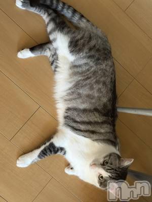 ����������ʥå��������륺�С����饪���ϥ��ܡ���bar���ͻ���(���饪���ϥ��ܡ���С��ӥ��󥷥ޥ�) �ᤤ��8��8���̥�֥�����ǭ������