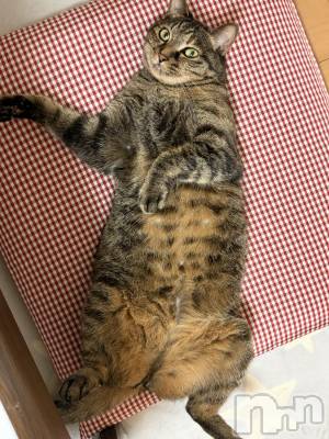 ����������ʥå��������륺�С����饪���ϥ��ܡ���bar���ͻ���(���饪���ϥ��ܡ���С��ӥ��󥷥ޥ�) �ᤤ��8��13���̥�֥�����ǭ������