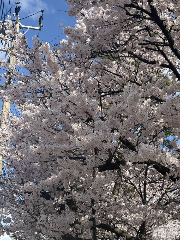 ����������ʥå��������륺�С����ʥå�Bar Peace(���ʥå��С� �ԡ���) �ޤʤ�4��8���̥�֥�����🌸��