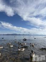 ����������ʥå��������륺�С����ʥå�Bar Peace(���ʥå��С� �ԡ���) �ޤʤ�1��31���̥�֥�����🦆��