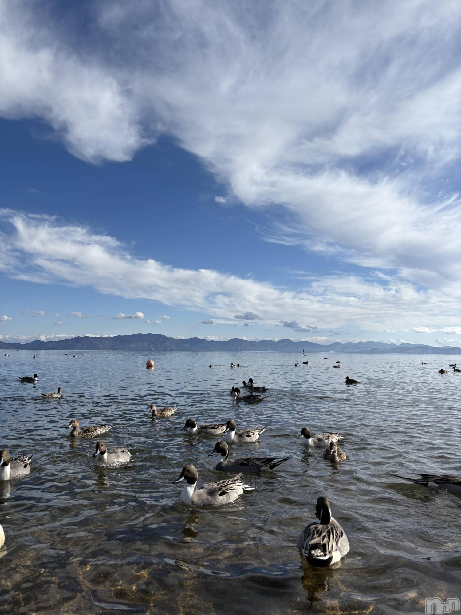 ����������ʥå��������륺�С����ʥå�Bar Peace(���ʥå��С� �ԡ���) ��2026ǯ1��31���̥�֥�����🦆��