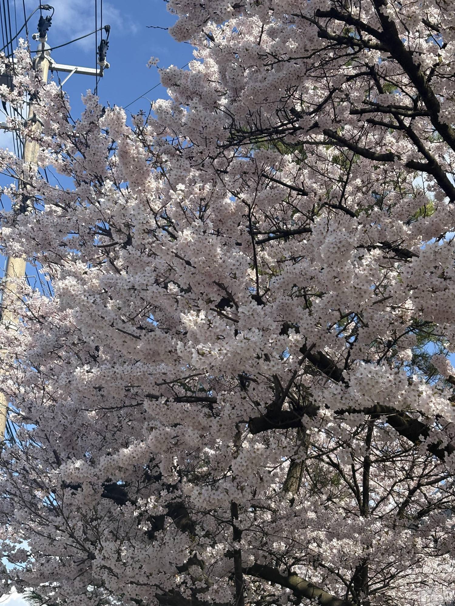 ����������ʥå��������륺�С����ʥå�Bar Peace(���ʥå��С� �ԡ���) ��2026ǯ4��8���̥�֥�����🌸��