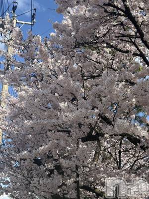 ����������ʥå��������륺�С����ʥå�Bar Peace(���ʥå��С� �ԡ���) �ޤʤ�4��8���̥�֥�����🌸��