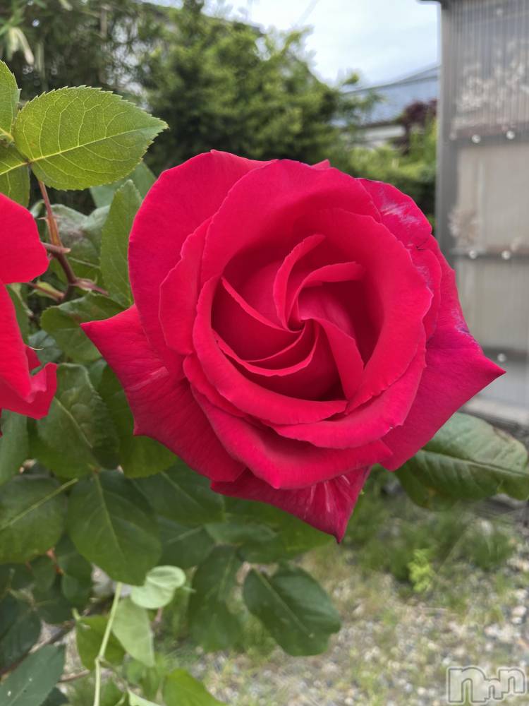 ʥå륺СCHUNLUU(롼) 622ֽ̥֥ޤƥǤ💜