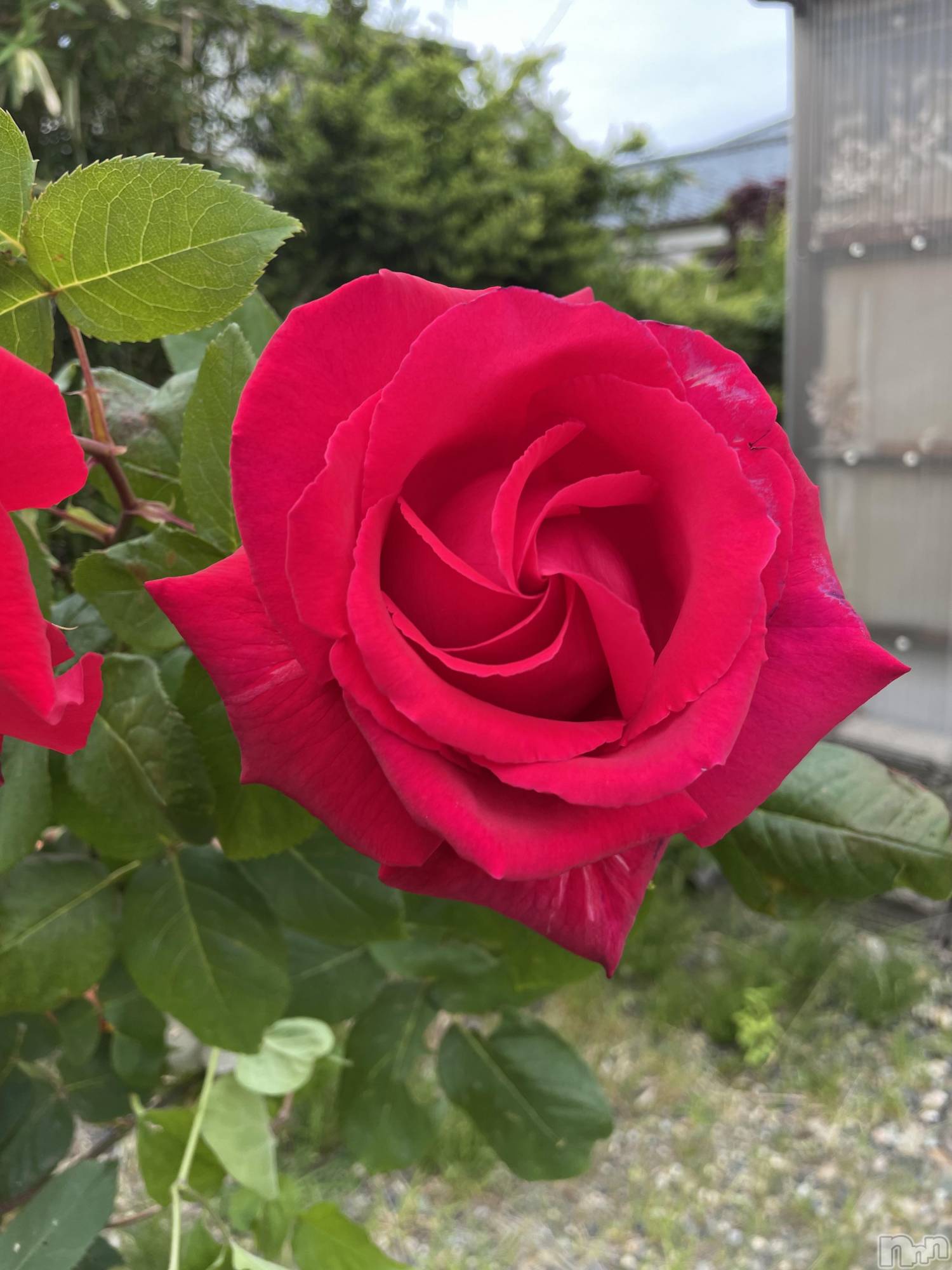 ʥå륺СCHUNLUU(롼) 2025ǯ622ֽ̥֥ޤƥǤ💜