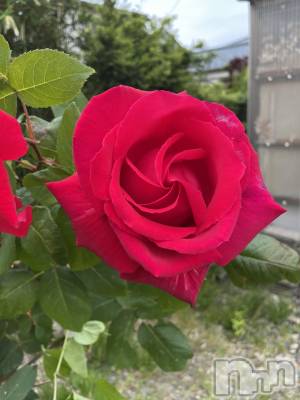 ʥå륺СCHUNLUU(롼) 622ֽ̥֥ޤƥǤ💜