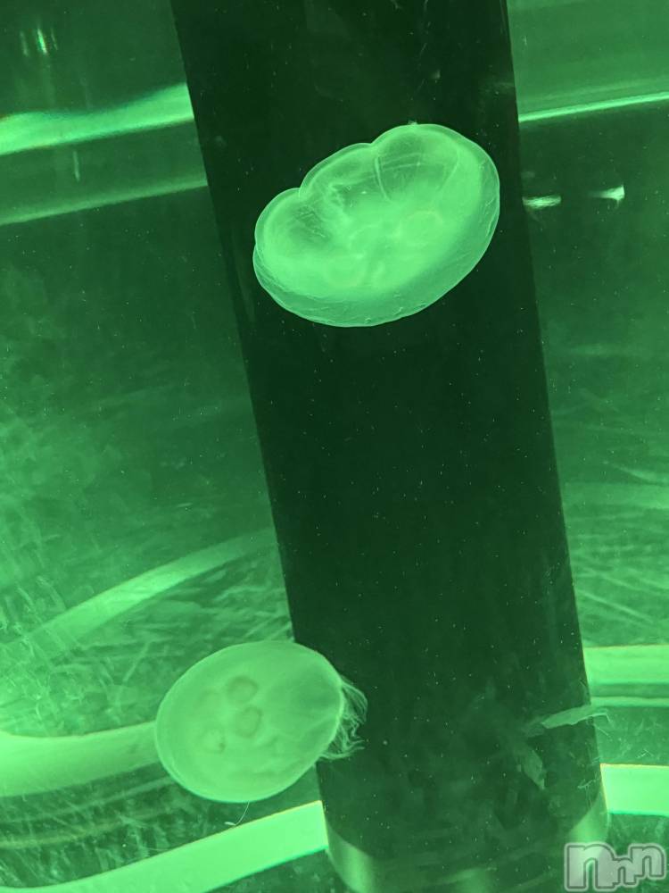 ƲХ顦֥ ץ Ĺ( ץ ʥ) 819̥֥֤͡