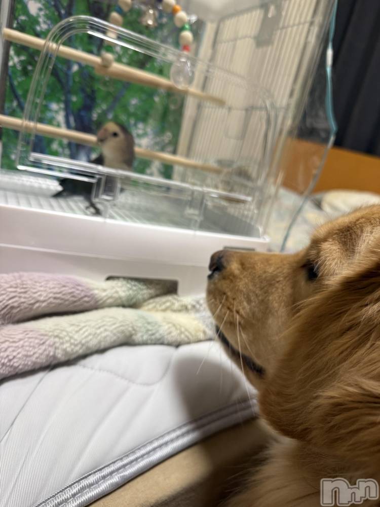 ƲХ顦֥ ץ Ĺ( ץ ʥ) 1112ֺ̥֥жС