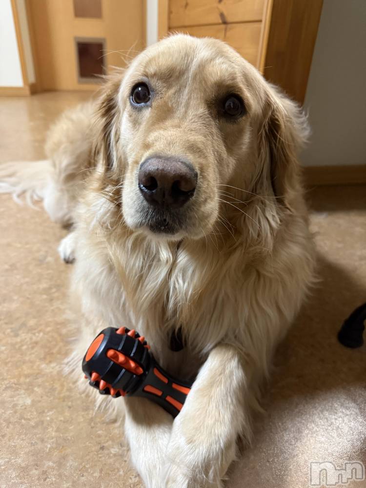 ��Ʋ����Х��顦����֥���� �ץ���� Ĺ��(����� �ץ���� �ʥ���) �����4��3���̥�֥����֤Ҥޤ�����