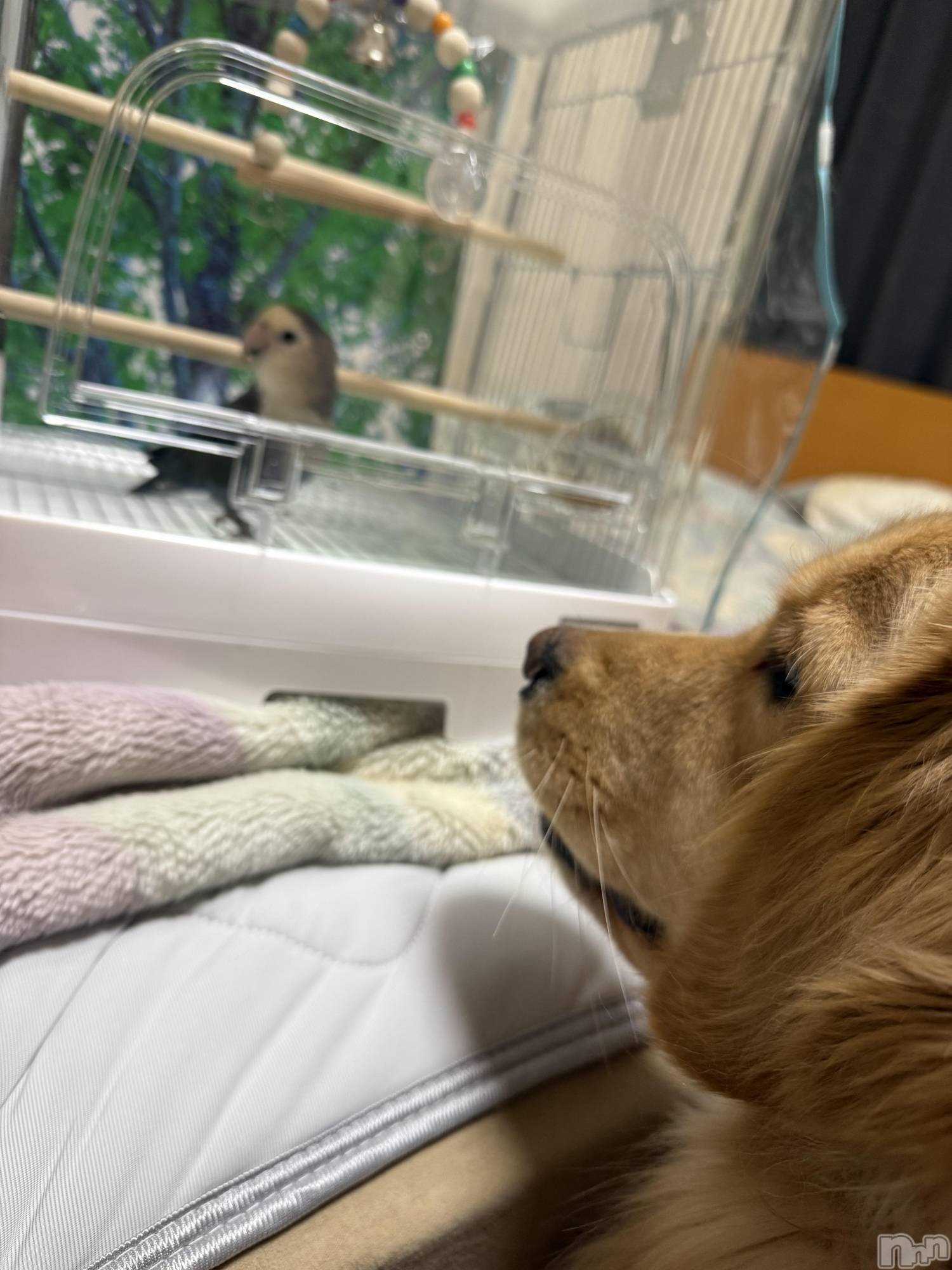 ƲХ顦֥ ץ Ĺ( ץ ʥ) 2025ǯ1112ֺ̥֥жС