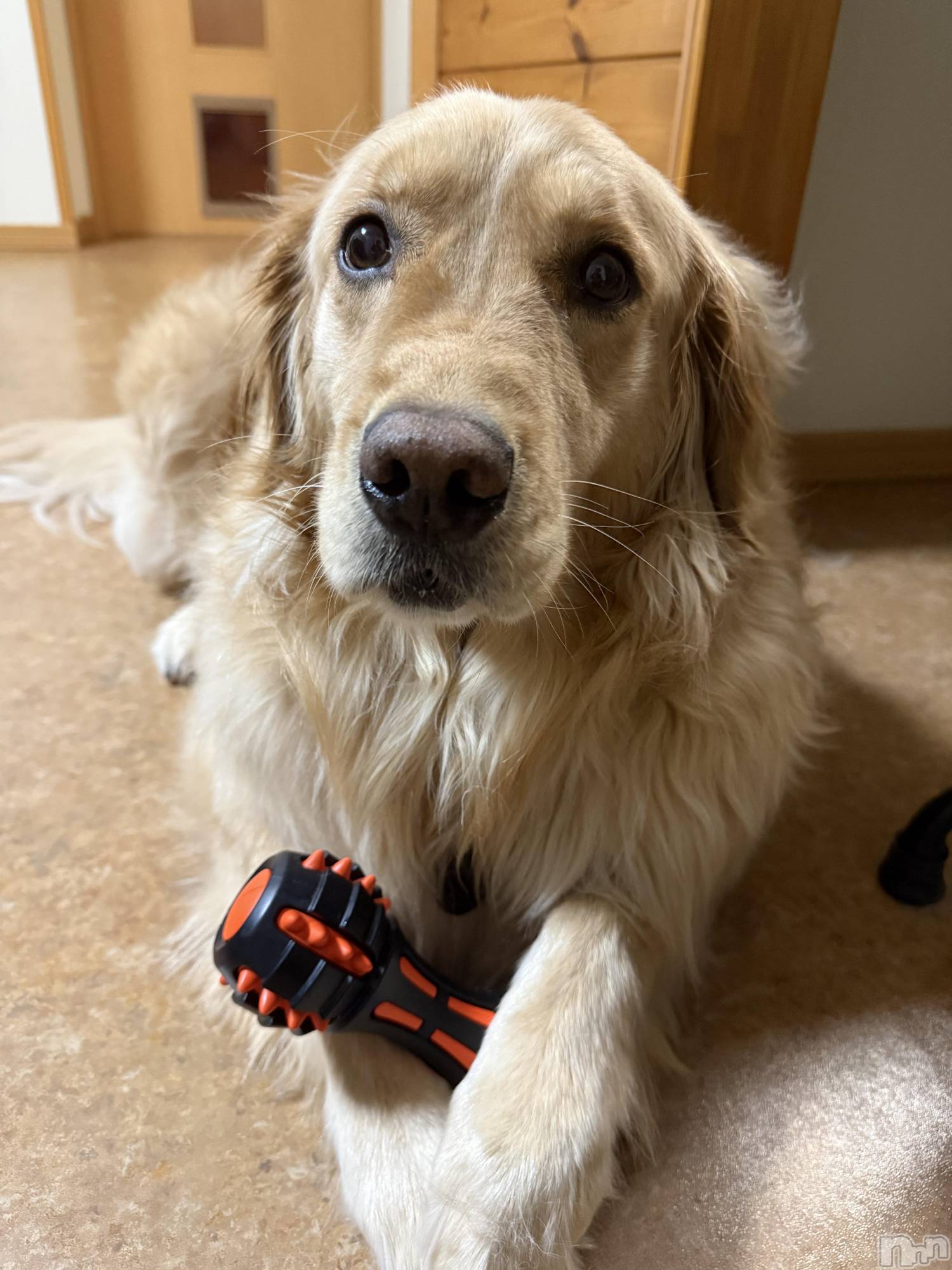 ��Ʋ����Х��顦����֥���� �ץ���� Ĺ��(����� �ץ���� �ʥ���) ��2026ǯ4��3���̥�֥����֤Ҥޤ�����