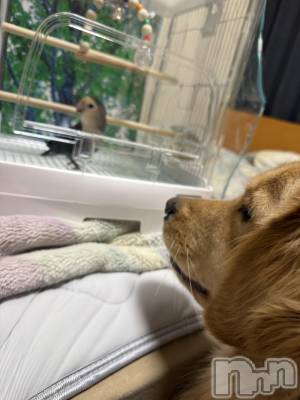 ƲХ顦֥ ץ Ĺ( ץ ʥ) (24)1112ֺ̥֥жС