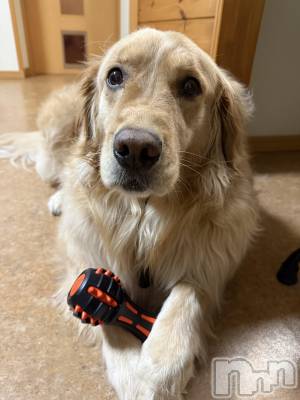 ��Ʋ����Х��顦����֥���� �ץ���� Ĺ��(����� �ץ���� �ʥ���) ���(24)��4��3���̥�֥����֤Ҥޤ�����