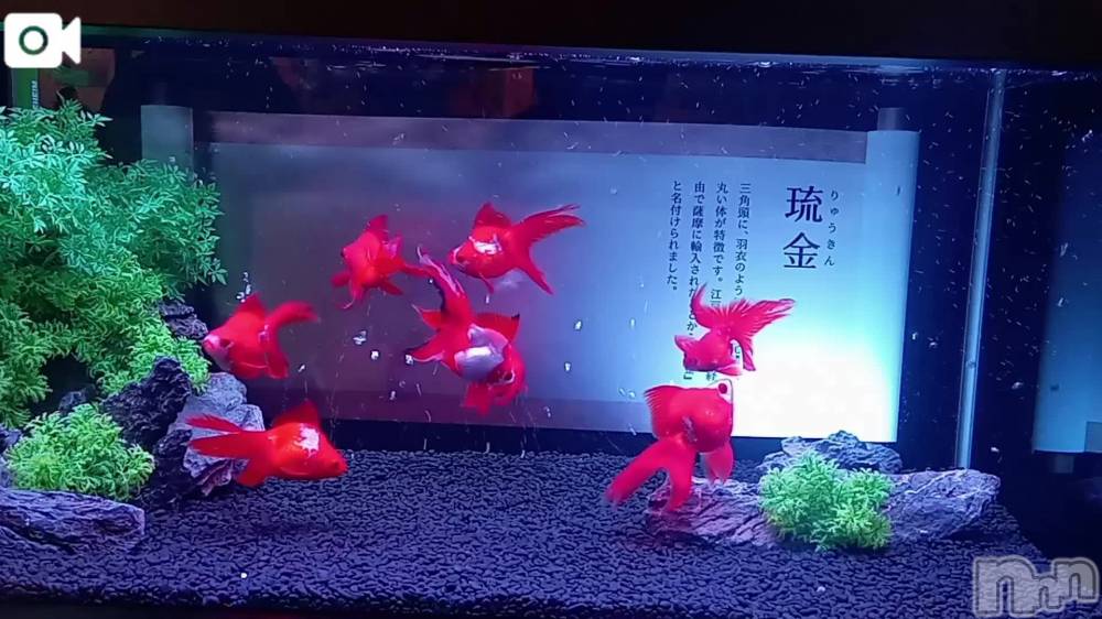 新潟ぽっちゃり新潟市鳥屋野潟ちゃんこ(ニイガタシトヤノガタチャンコ) 千冬(23)の8月17日写メブログ「✴️デート中✴️」