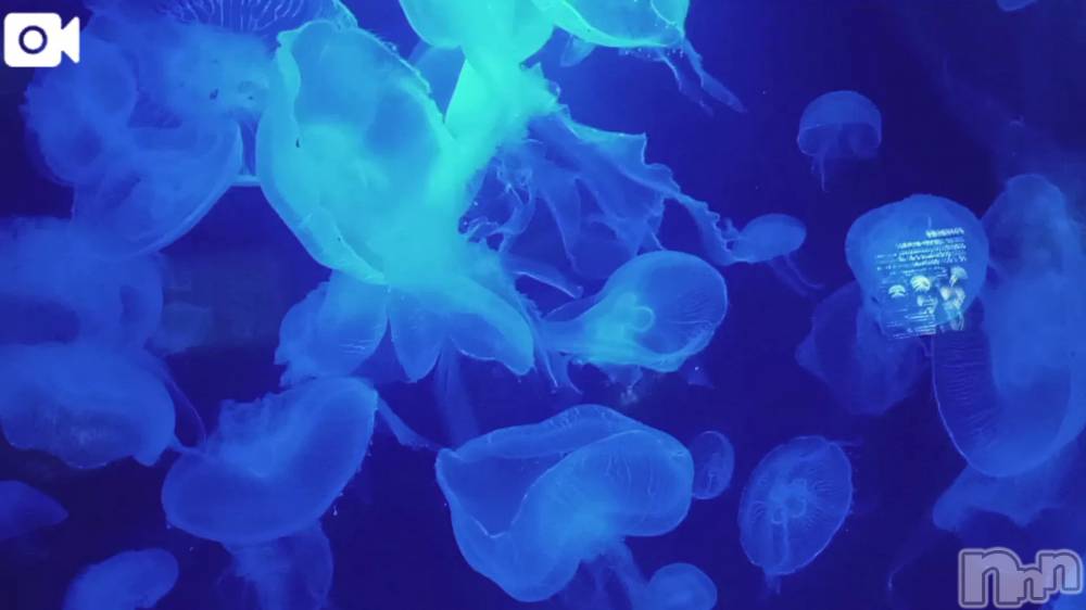 新潟デリヘル新潟市鳥屋野潟ちゃんこ(ニイガタシトヤノガタチャンコ) 千冬(23)の12月7日写メブログ「💙癒し動画…💙」