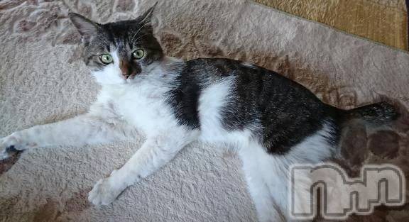 新潟デリヘル新潟市鳥屋野潟ちゃんこ(ニイガタシトヤノガタチャンコ) 千冬(23)の1月12日写メブログ「💭嘘つき。💭」