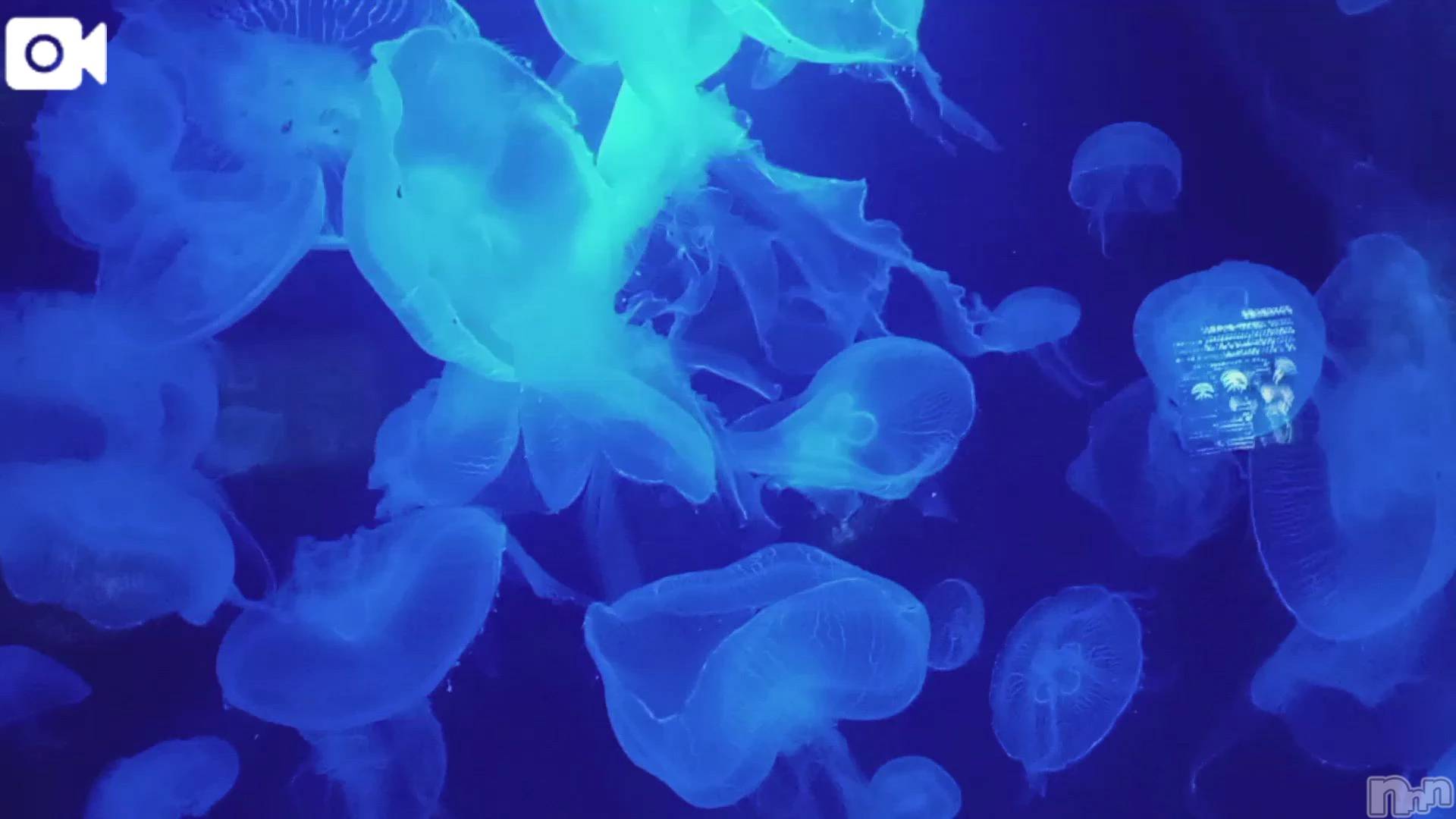 新潟デリヘル新潟市鳥屋野潟ちゃんこ(ニイガタシトヤノガタチャンコ)千冬(23)の2025年12月7日写メブログ「💙癒し動画…💙」