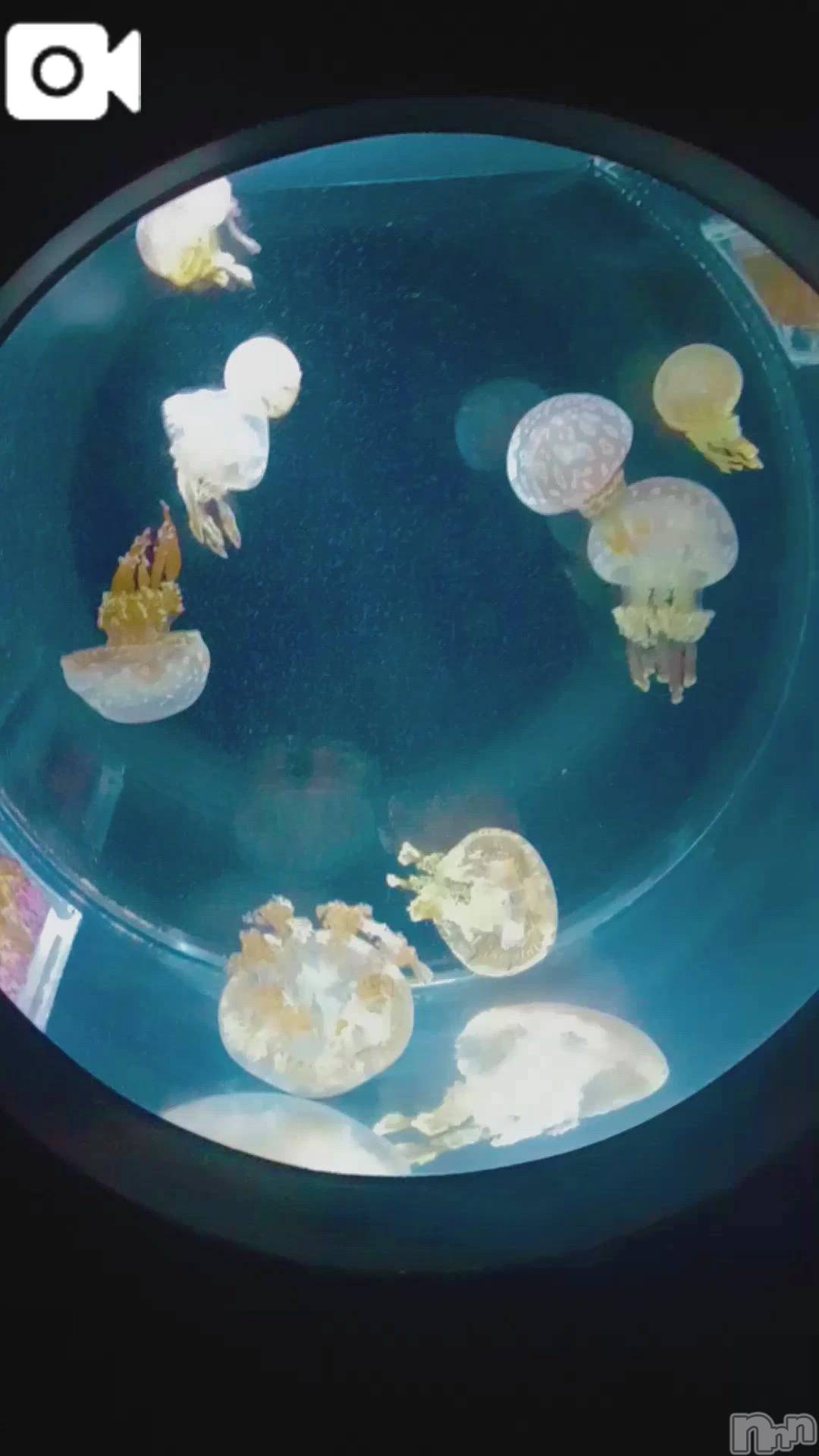 新潟デリヘル新潟市鳥屋野潟ちゃんこ(ニイガタシトヤノガタチャンコ)千冬(23)の2025年12月15日写メブログ「🫧‪デートの話🫧」