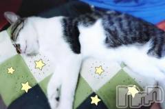 新潟デリヘル新潟市鳥屋野潟ちゃんこ(ニイガタシトヤノガタチャンコ) 千冬(23)の12月14日写メブログ「😼ネコの幽波紋😼」