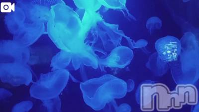 新潟デリヘル 新潟市鳥屋野潟ちゃんこ(ニイガタシトヤノガタチャンコ) 千冬(23)の12月7日写メブログ「💙癒し動画…💙」