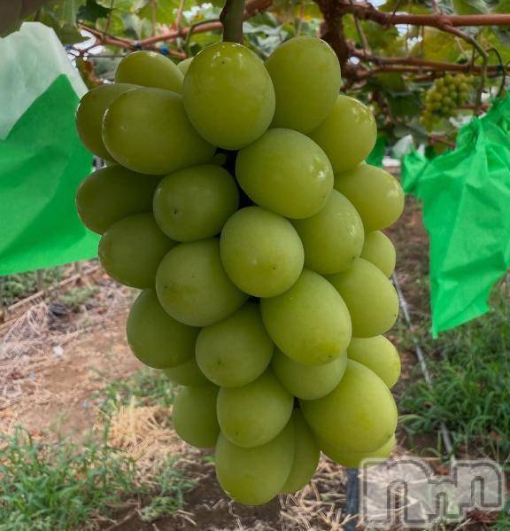 諏訪デリヘルThree＆Men’s Spa(スリー＆メンズスパ) しずかツー(36)の8月22日写メブログ「はなきん」