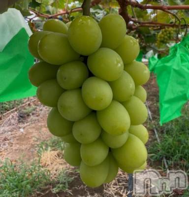 諏訪デリヘル Three＆Men’s Spa(スリー＆メンズスパ) しずかツー(36)の8月22日写メブログ「はなきん」